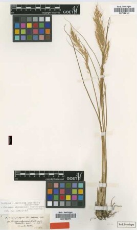 Danthonia abyssinica Hochst. [isotype]