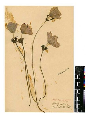 Ranunculaceae Anemone coronaria Post, George E., George E. Post, M.D. D.D.S., LL.D. Late Professor of Natuarl Sciences of the American Universtity of Beirut [Antakya]