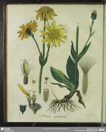Arnica Montana. Tabula V.