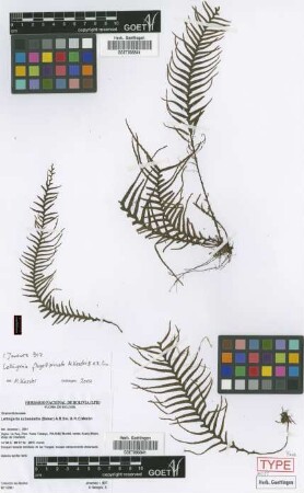 Lellingeria flagellipinnata M.Kessler & A.R.Sm. [paratype]