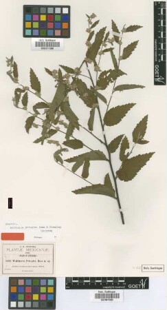 Waltheria pringlei Rose & Standl. [isotype]