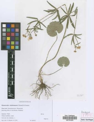 Ranunculus vindobonensis E. H&ouml;randl & W. Gutermann[paratype]