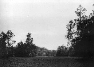 Vegetation