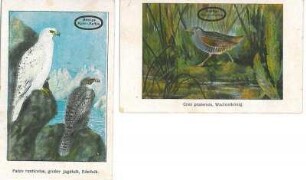 2 Sammelbilder mit Vogelmotiven (Werbung für Seelig's Kornkaffee)