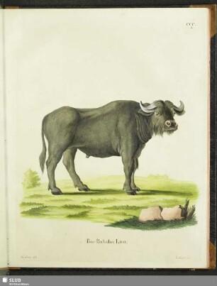Bos Bubalus Linn
