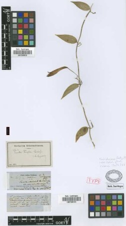 Vanilla wrightii Rchb.f.