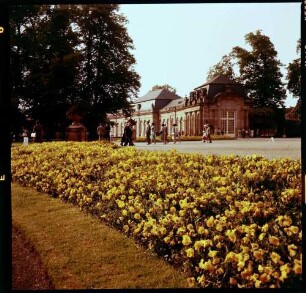 Schwetzingen: Schlosspark mit gelben Tulpen [Blumen]