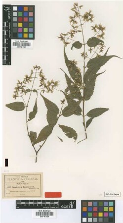 Eupatorium lozanoanum B.L.Rob. [type]