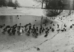 Leipzig, Teich mit Wildenten : Leipzig. Stünzer Park (Volkshain Stünz). Teich mit Wildenten. Winteraufnahme