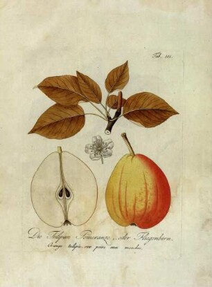 Tab. 101. Die Tulipan Pomeranze, oder Fliegenbirn [...]