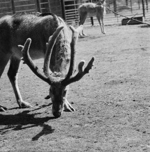 Zootiere. Rotwild im Bast