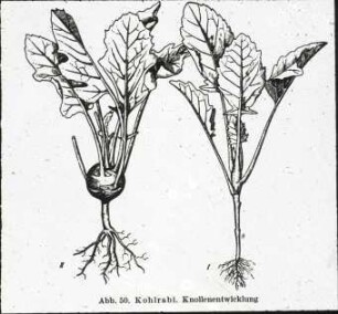 Sprossknolle bei Kohlrabi