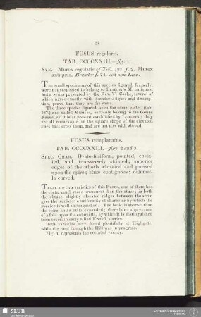 Fusus regularis. Tab. CCCCXXIII. fig. 1