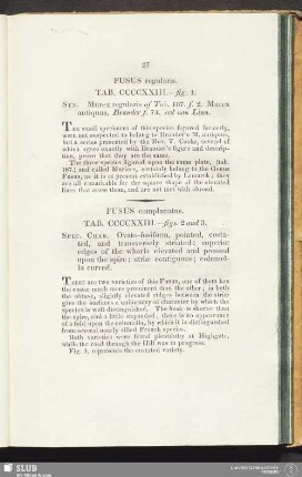 Fusus regularis. Tab. CCCCXXIII. fig. 1