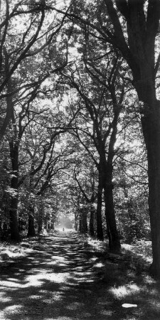 Eine Allee im Sachsenwald, einem gemeindefreien Gebiet Schleswig-Holsteins