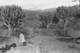 Euphorbienlandschaft : Savannenlandschaft mit Kakteen und einem Dorfbewohnern
