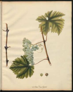 141. Le blanc doux bigarre
