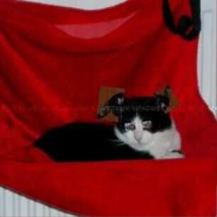 Katze mit montierten Augen und Ohren (Altersgruppe NL)