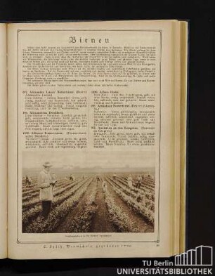 Birnen