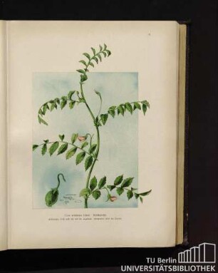 Cicer arietinum Linné. Krichererbse.