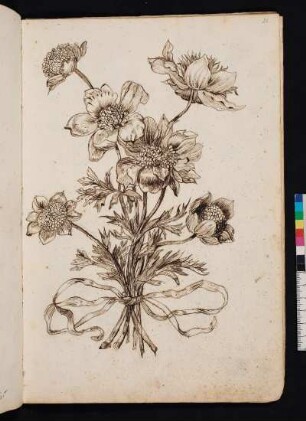 Anemonen nach Maria Sibylla Merian, Blumenbuch, Faszikel III, Taf. 6