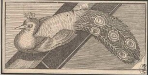 Pfau, Abb. 37 aus: Disegni intagliati in rame di pitture antiche ritrovate nelle scavazioni di Resina, Neapel 1746