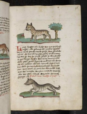 Luchs; Wolf; (Teil III A: Von den Tieren, die auf der Erde gehen)