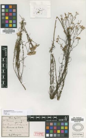 Baccharis subpingraea Heering f. Heering pseudulicina[syntype]
