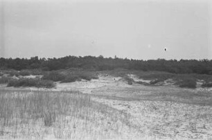 Düne : Vegetation auf einer Düne bei Nida.
