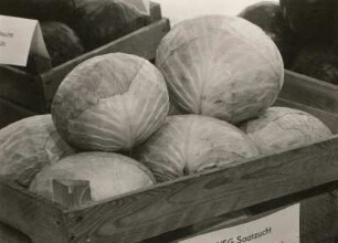Weißkohl (Brassica oleracea) als Exponat der "Frühjahrsblumenschau", in der Stadthalle in Dresden