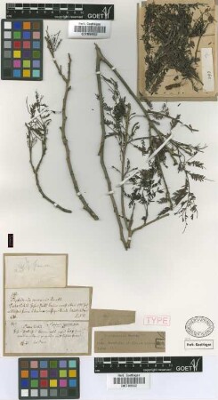 Piptadenia communis Benth. var. excelsa Griseb.[syntype]
