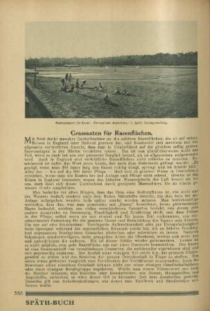 Grassaaten für Rasenflächen
