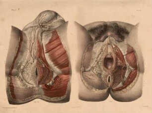Arterien im Perineum