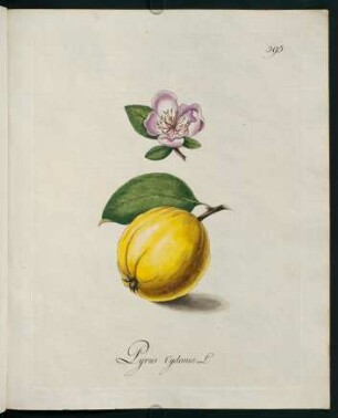 Pyrus cydonia L.