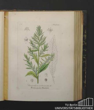 Atripliceae. Chenopodium ambrosioides L. Wohlriechender Gänsefuss.