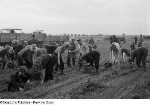 Erntehelfer des VEB Bau-Union und Bauern der LPG "Lützow" beim Kartoffellesen, im Hintergrund zwei Anhänger sowie ein IFA-Traktor RS01