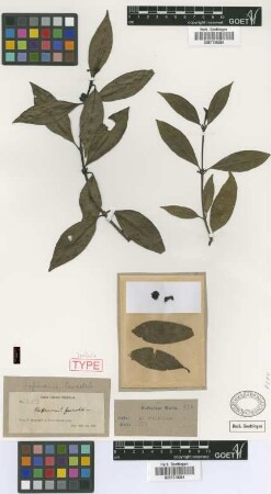 Hoffmannia lanceolata Griseb. [isolectotype]