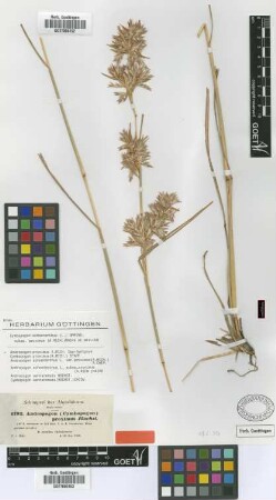 Andropogon proximus Hochst. ex A.Rich. [Isosyntype]