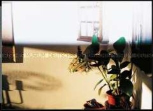 Gummibaum im Topf vor einer Wand mit Schatten (Altersgruppe 14-17)