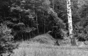 Tharandt-Triebisch, Tharandter Wald. Triebischwiesen, Damm der ehem. Linkeschen Fischteiche