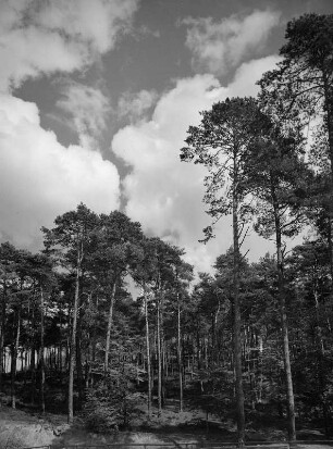 Pfälzer Wald lt. Heft 107 : Waldstück im Pfälzer Wald
