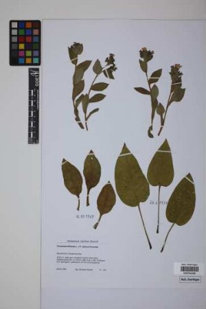 Pulmonaria officinalis L. x P. obscura Dumontier