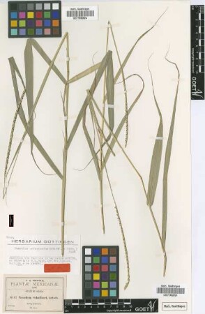 Panicum unispicatum Scribn. & Merr. [isotype]