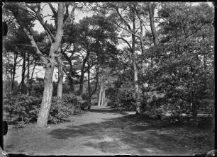 Niederlande, Hilversum. Kieferwald-Promenade (Spanderswoud)