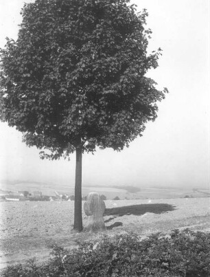 Steinkreuz : Seifersdorf bei Radeberg, Steinkreuz mit abgerundeten Armen und Inschrift, datiert 1678, am Steinberg oberhalb des Gutsparkes