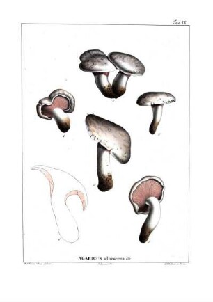 Tav. IX. Agaricus albescens Viv.
