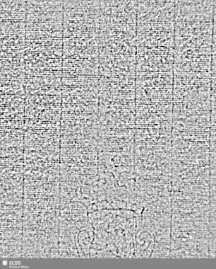 Wolf + IAV + WOLFEG = S.1/2
