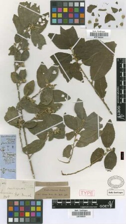 Bernardia carpinifolia Griseb. [syntype]