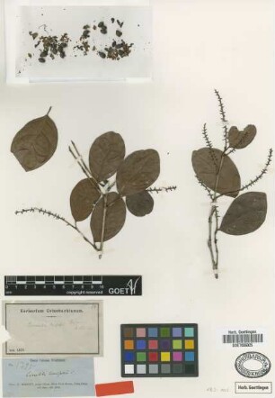 Coccoloba wrightii Lindau [type]