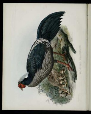 [Plate XVIII.] Euplocomus albo-cristatus